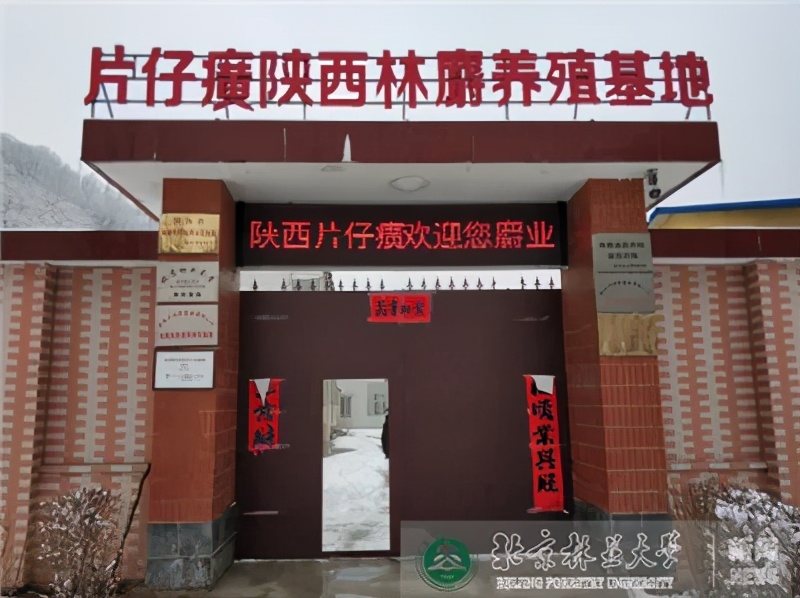 你也配吃片仔癀？