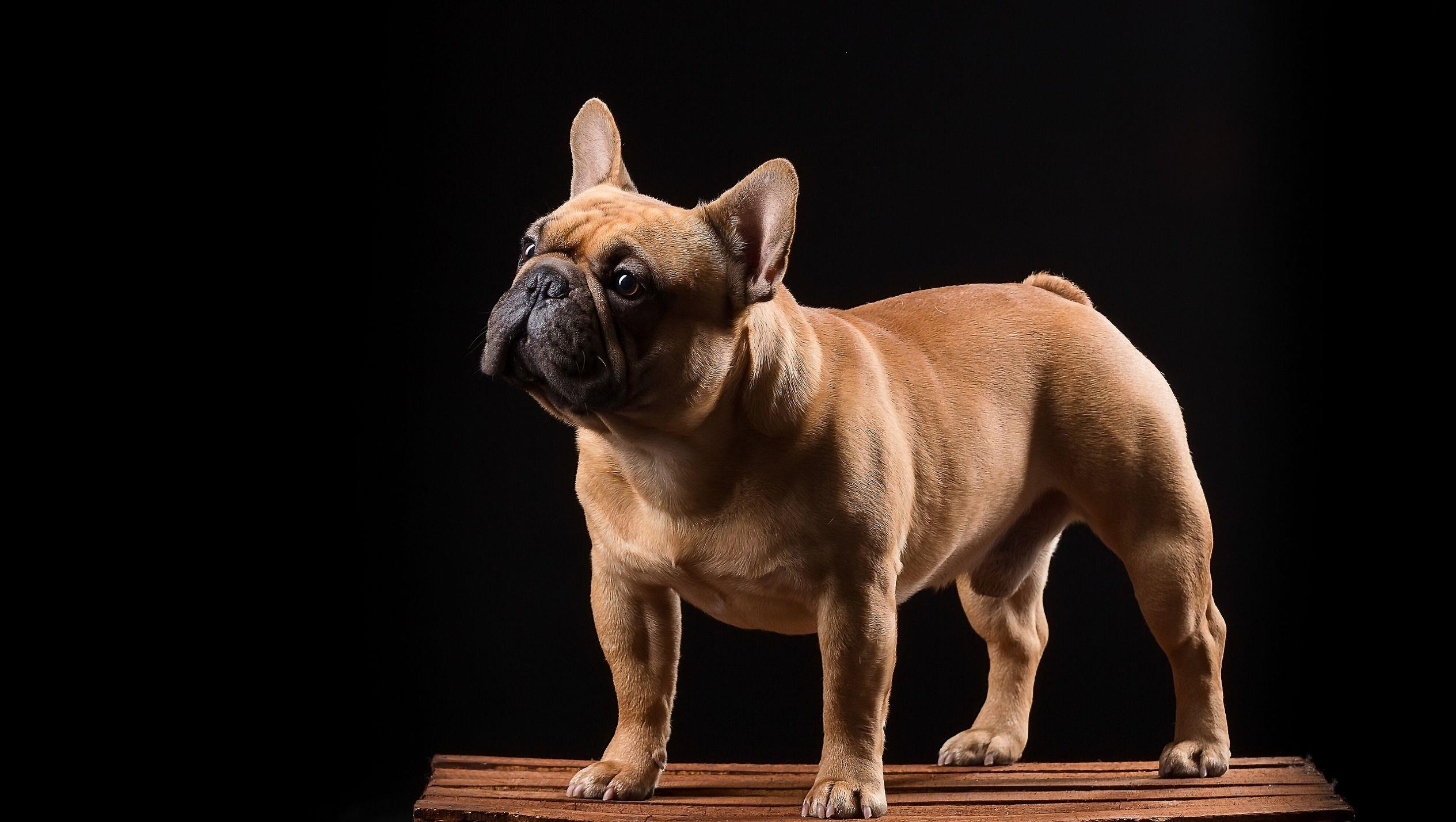 蓝色法牛多少钱一只法国斗牛犬太难养了