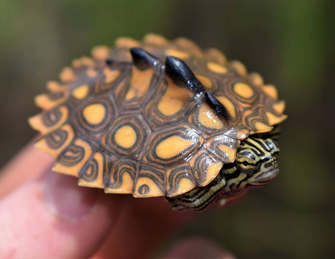 地图龟好养吗地图龟怎么养忌讳什么科普