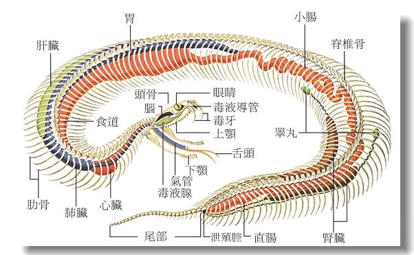 雲南發現5米巨蟒,遇到巨蟒,為啥要戳它的洩殖腔?