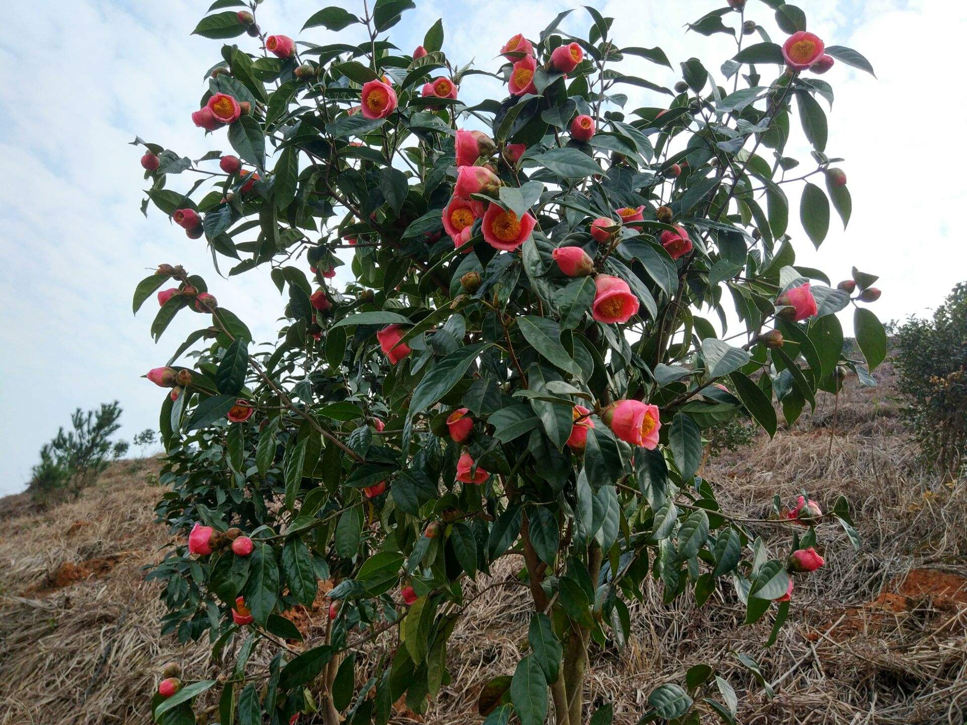 红花油茶是什么（种植红花油茶的技术要点）