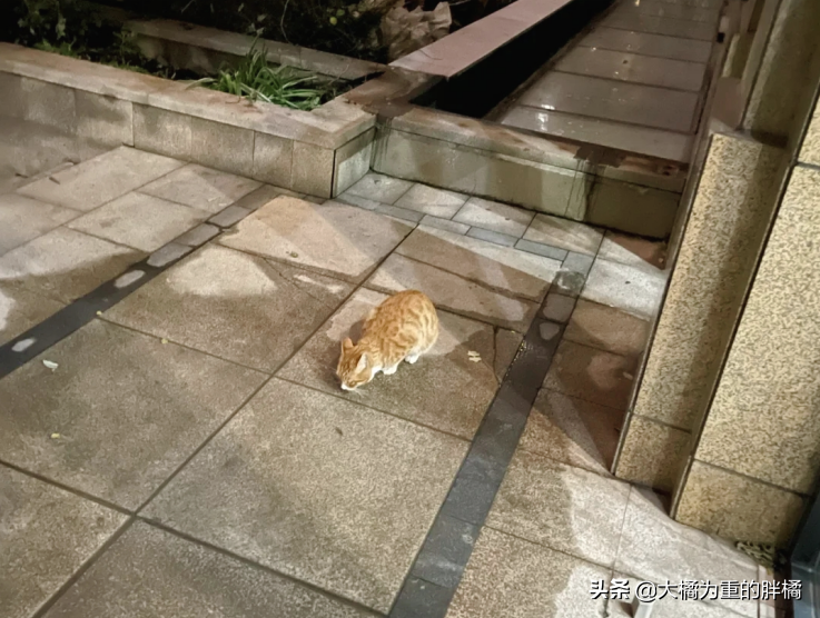 流浪貓太懂事，乖巧討食還粘人，每天都把女子送回家，卻從沒進屋