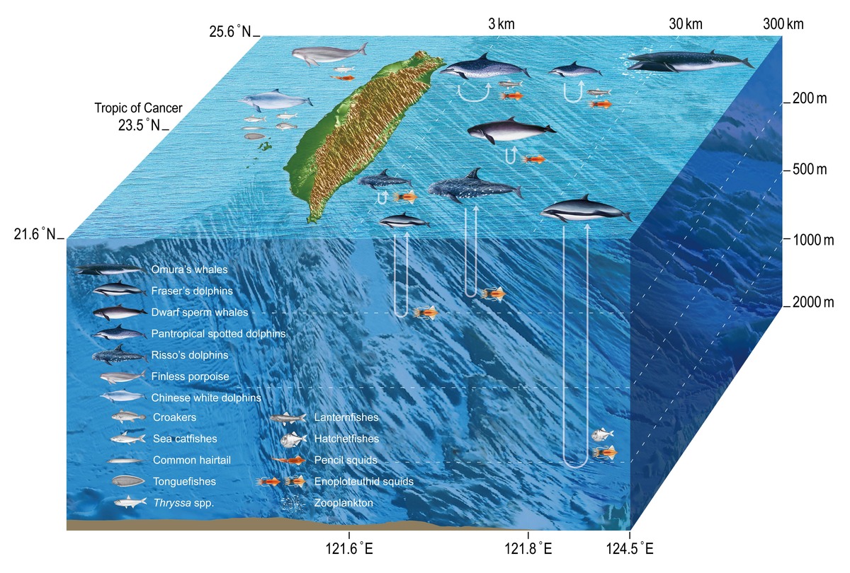 海底一万米生物分布图图片