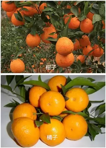 如何分辨柑、橘、桔？