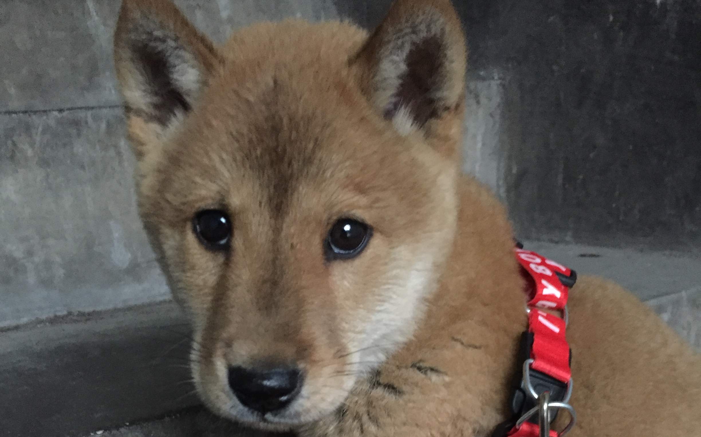 这六种小型犬最适合父母养，身体素质好不爱生病，还会哄老人开心
