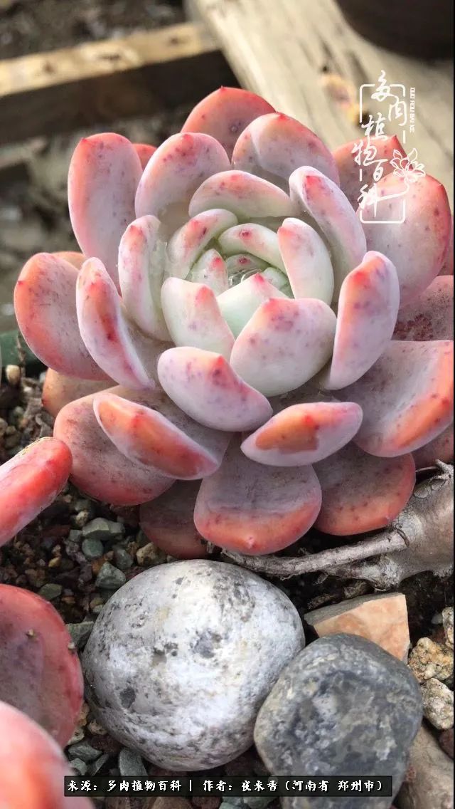 芳草鲜美，落英缤纷——我的桃花源