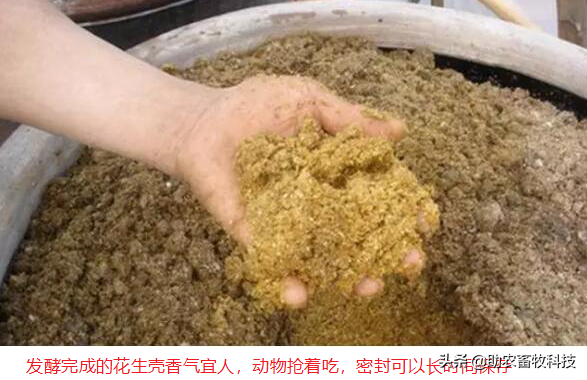 發(fā)酵花生殼成為豬雞鴨鵝牛羊優(yōu)質(zhì)飼料操作技術(shù)