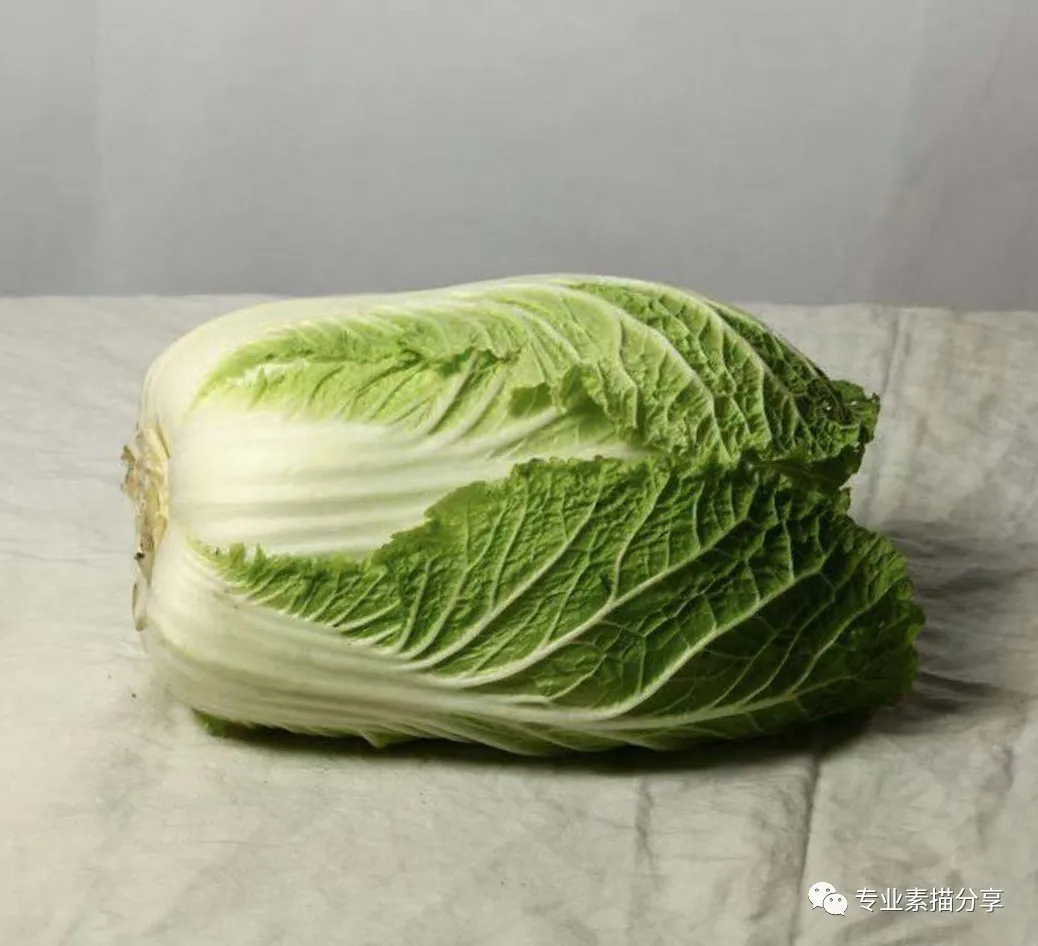 静物绘画：如何画白菜的详细步骤与技巧