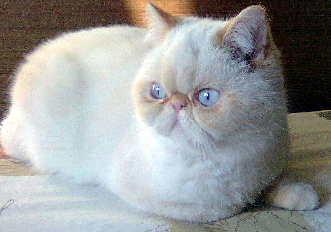 猫咪打呼并非睡眠质量高，还有感染疾病的可能，主人应提高警惕