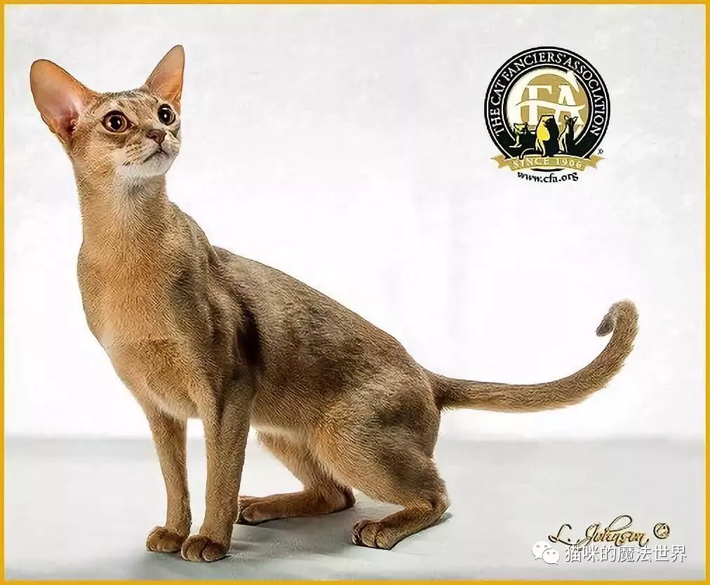 猫咪品种大盘点15:阿比西尼亚猫