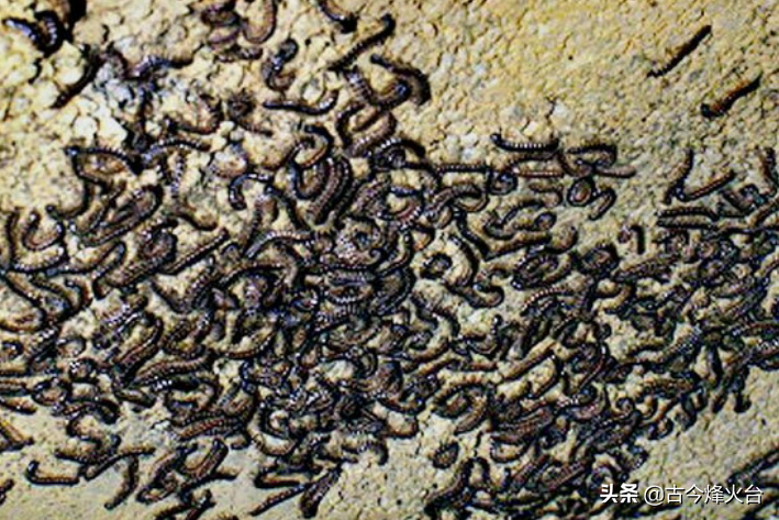 湘西三大千古邪迷之二：巫蛊，没那么邪乎，公安检测成分无害