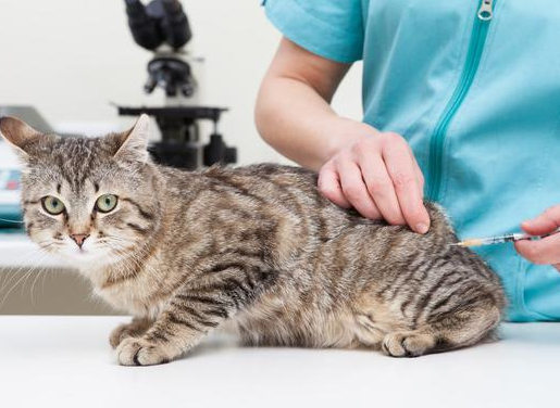 谨慎！猫咪注射“狂犬疫苗”的坏处，你还不知道吧
