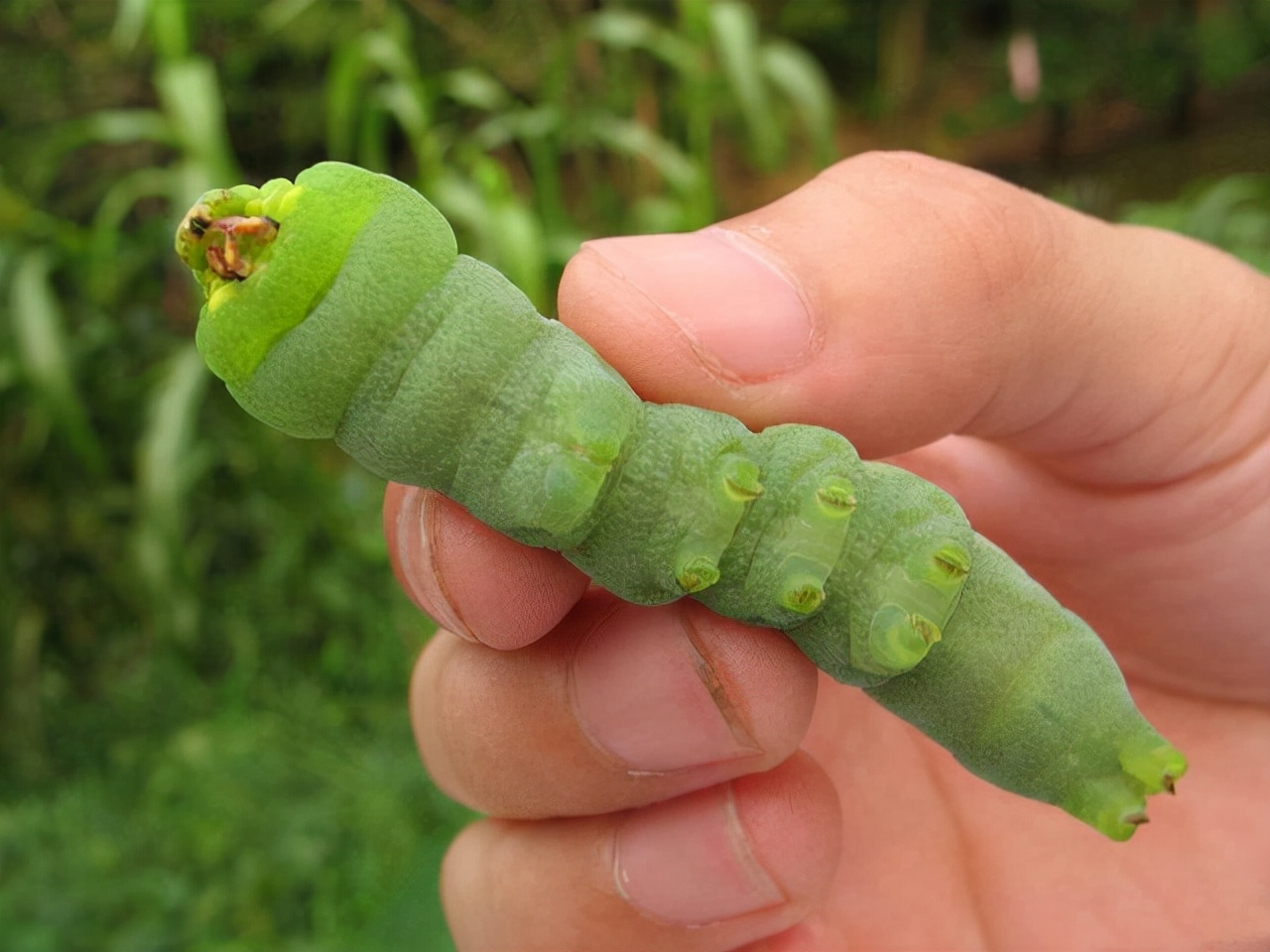 这种农业害虫已成美味食材,很多人看见就怕,但也有很多人很爱吃