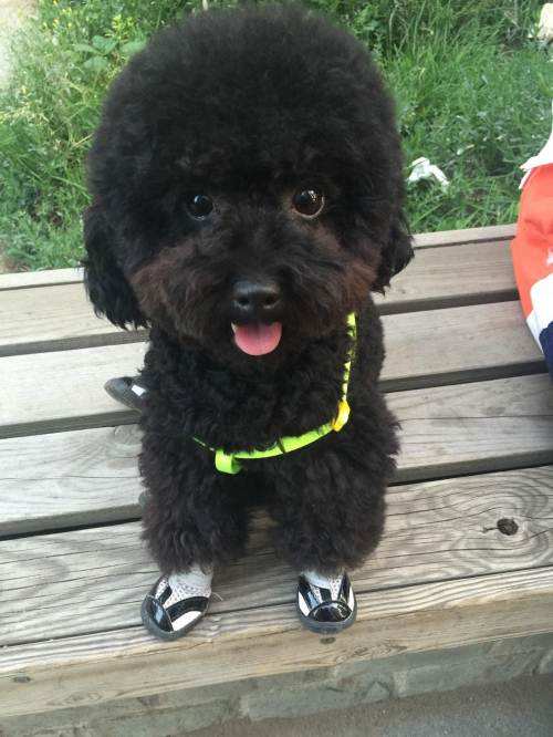 黑色泰迪犬,如果护理得好,毛发非常光泽靓丽,在阳光下,毛发所反射的