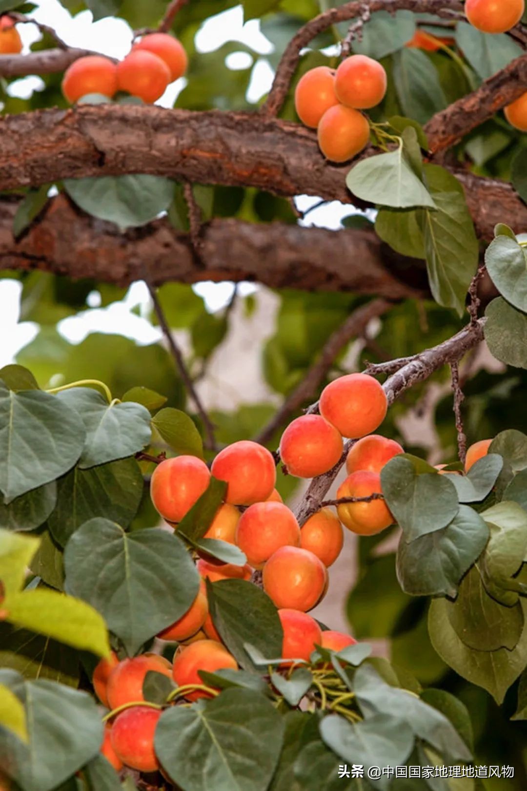小白杏、大接杏、水蜜杏......中国到底哪里的杏子最好吃？