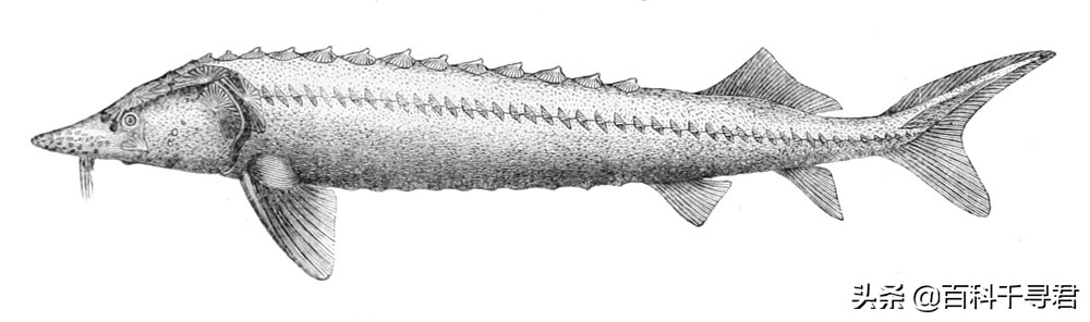 伏尔加河的鱼(现实中的欧鳇，不仅寿命极长，还是能产“黑色黄金”的淡水鱼之王)