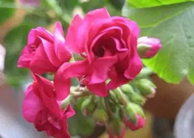 100种花的花语，太全了！ 第127张