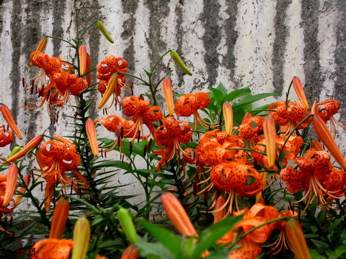 百合花的圖片,百合花的圖片大全 最美