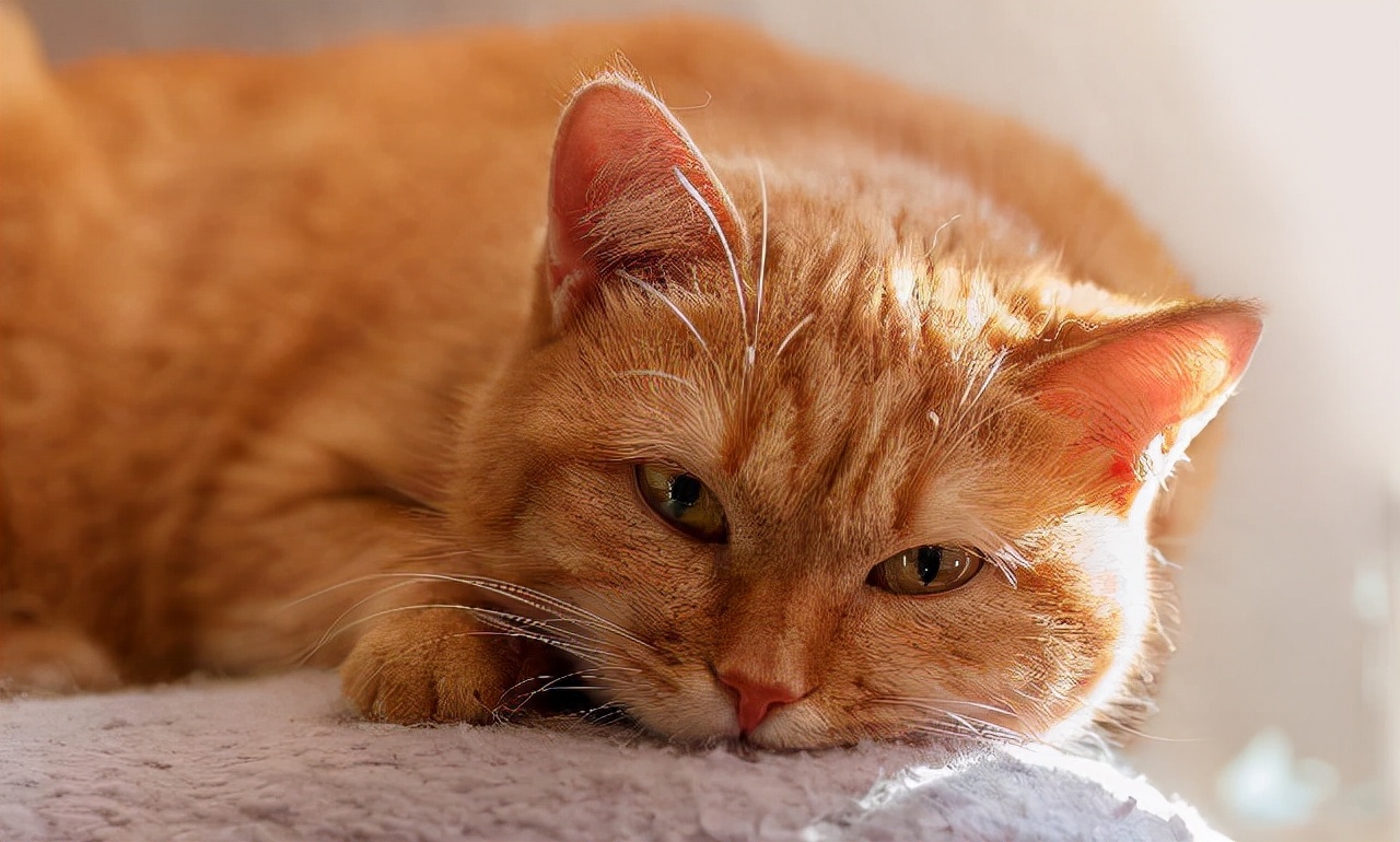 猫咪的一生，你家猫处于哪个年龄阶段？