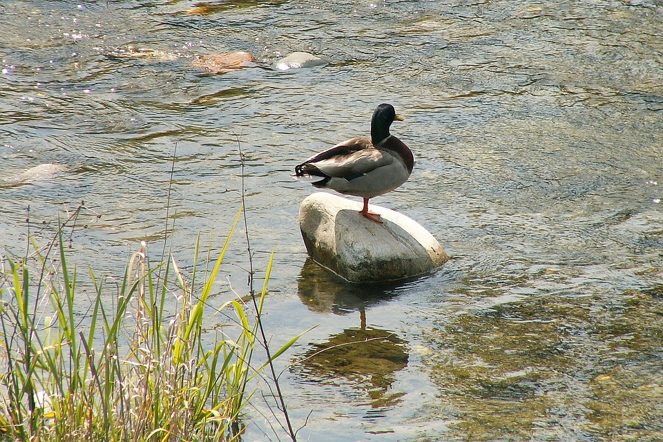 蒌蒿满地芦芽短,正是河豚欲上时.竹外桃花三两枝,春江水暖鸭先知.