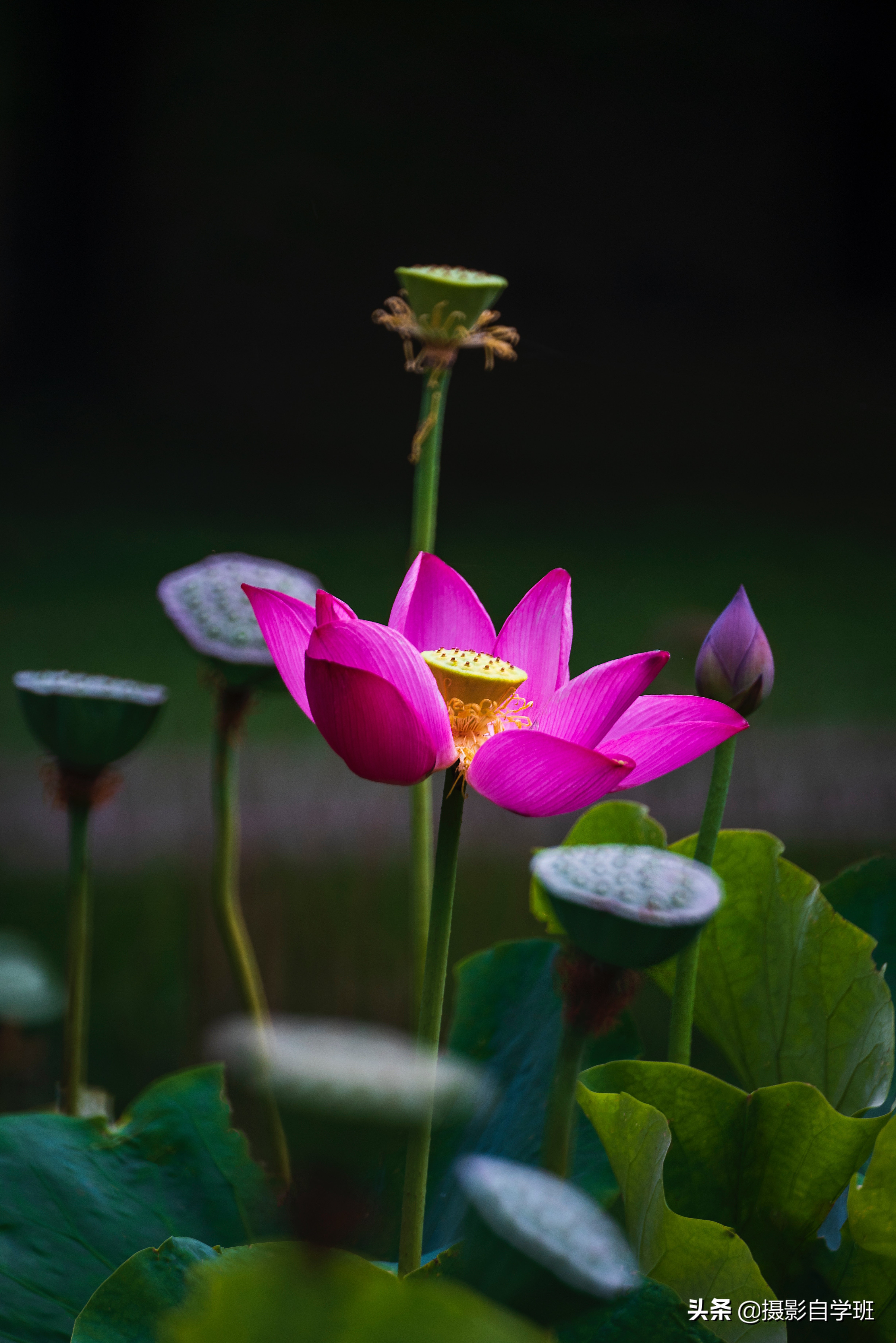 荷花壁纸高清图片(用9组正反对比) - 赤虎壹号