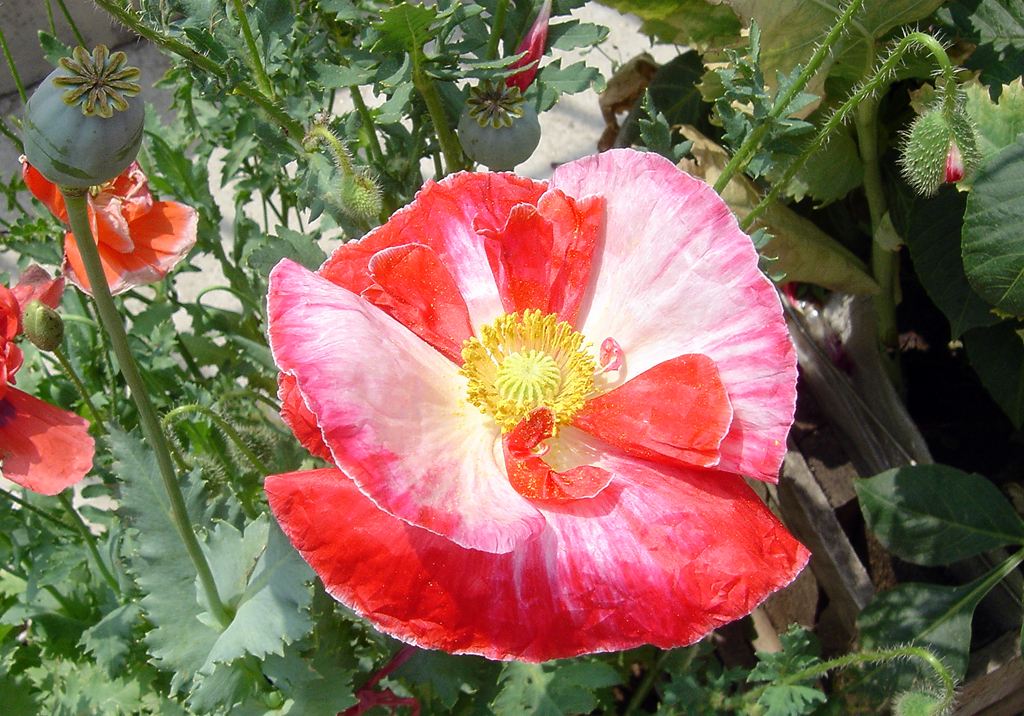 鸦片本是治病的良药，到底是如何变成毒品的？原来是使用方式变了