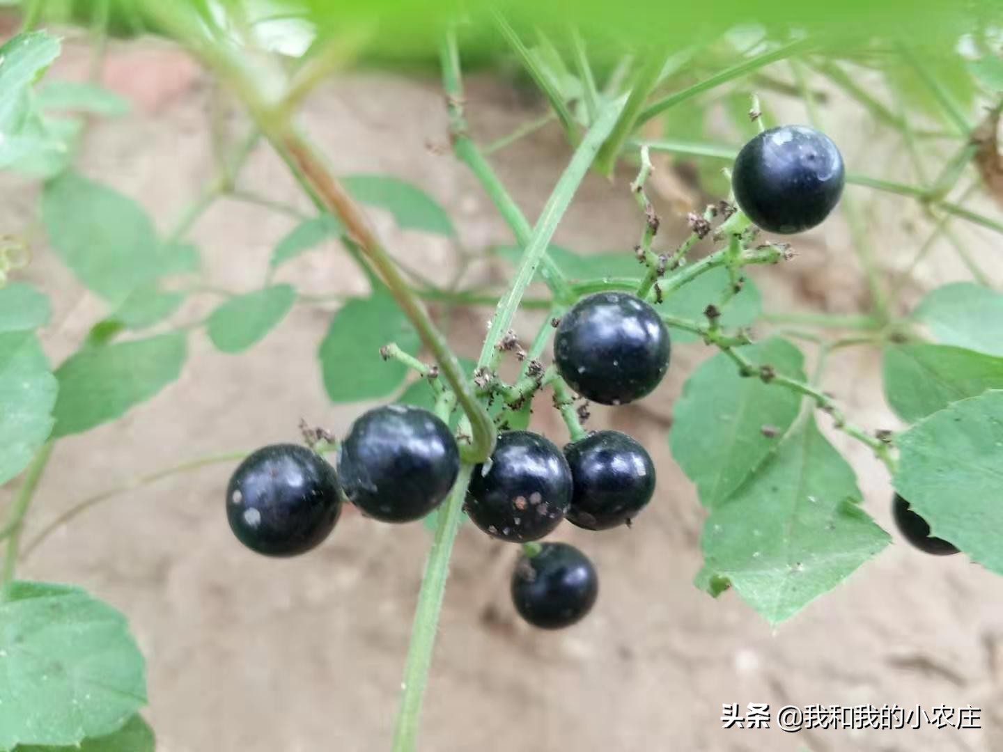 乌蔹莓的功效与作用(两种非常相似的藤本植物) - 行就行