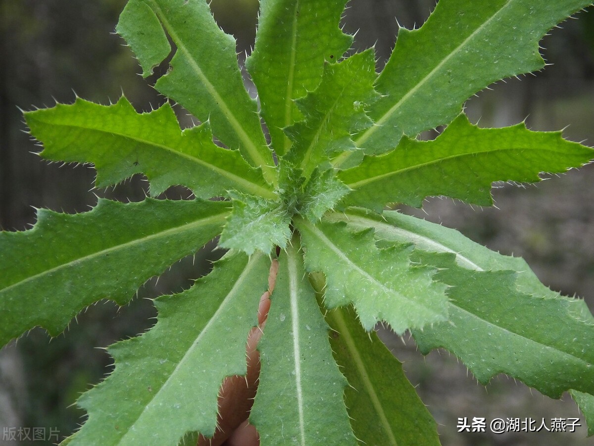 39种野菜图片，教你认识不同的野菜和吃法，你想要的野菜这里都有