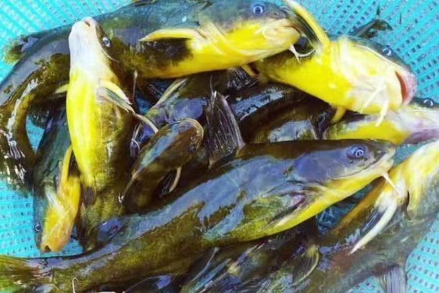 "对付"黄颡鱼我从不手软,一周钓上五六次,每回钓完都不想收竿