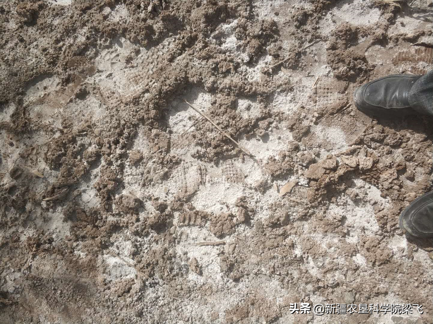 为什么地里的盐碱斑，年年改良年年有呀？