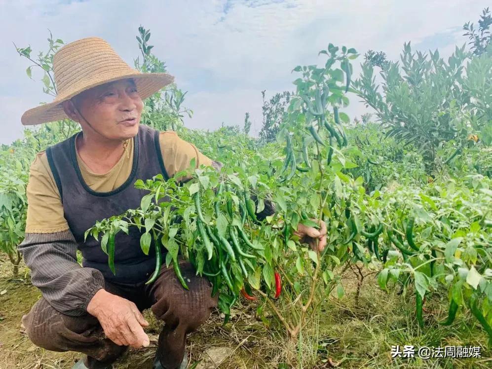 澧县如东镇枫林村：辣椒产业火红火红，乡村振兴红红火火