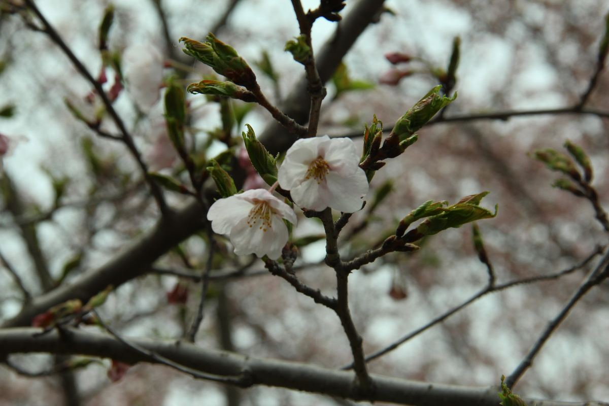 日本晚樱花期开花多久（带你认识超好看的樱花品种）