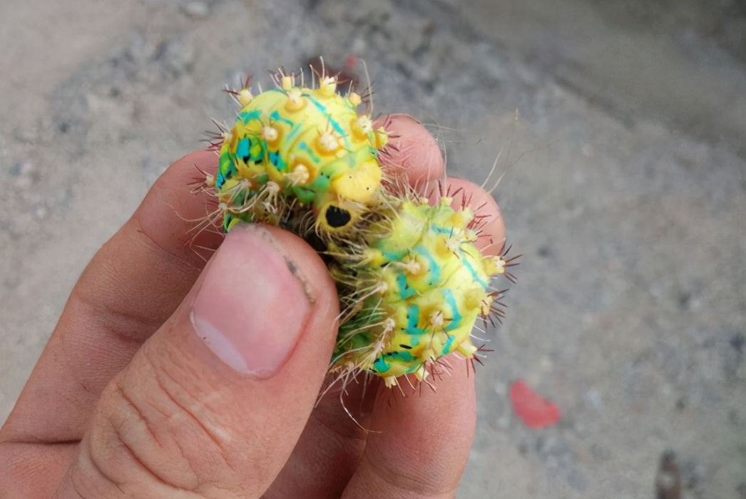 俗称"洋辣子",外表丑陋还有毒,如今上了餐桌,成为"土豪菜"