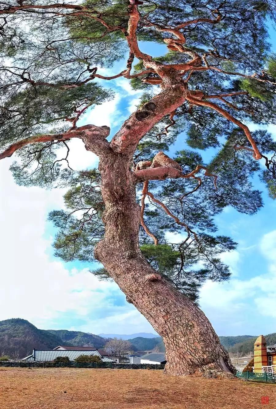 描写优美松树的句子有哪些_晶羽文学网