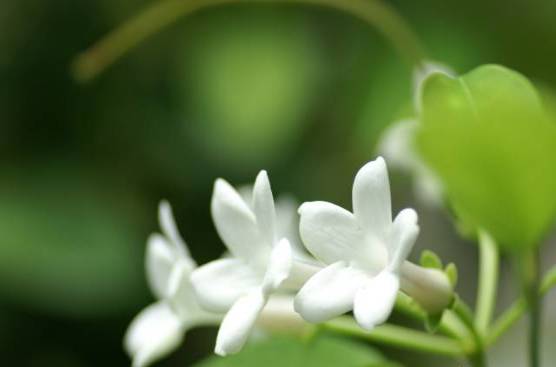 室内吸毒植物手册,选择对了才有效