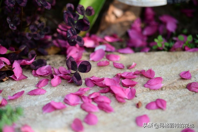 你的花园，或许需要一棵镇宅树 | 植物笔记