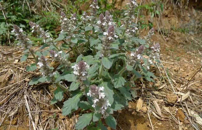 筋骨草,见过吗?内治咽喉肿痛,肺热咳嗽,外治跌打损伤,金疮