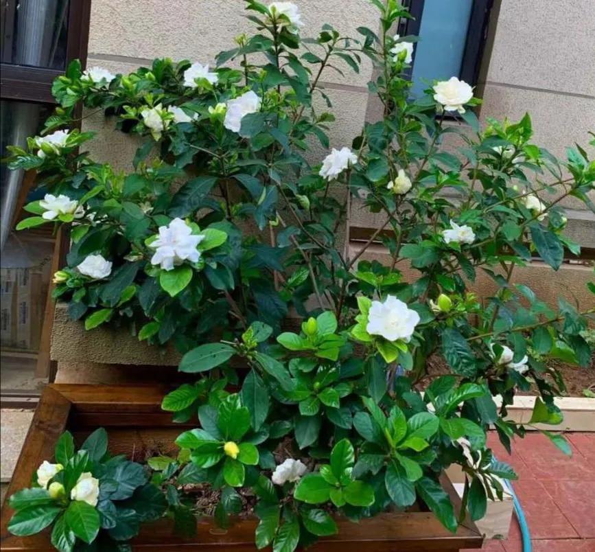 紫罗兰有毒吗（100种室内盆栽花草图鉴）