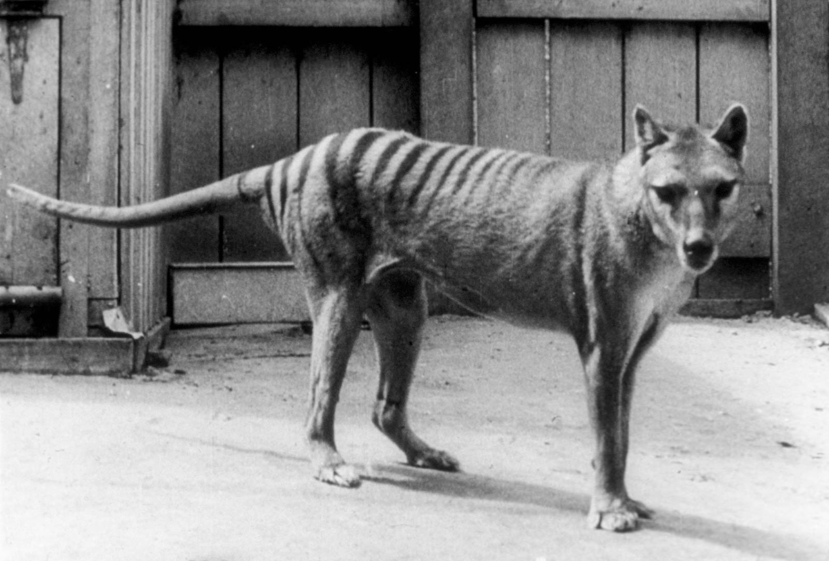 猫狗在澳洲的“发家史”，人类在这一过程中的作用举足轻重