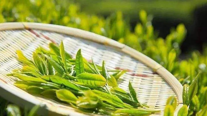 茶叶的暴利到底有多大？