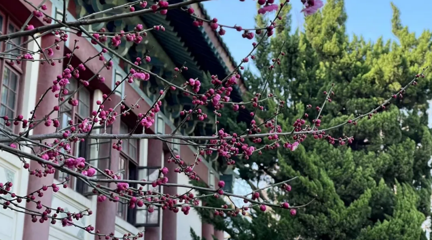 高清大图惊艳来袭！江苏这些“校花”神仙颜值，你Pick哪一个