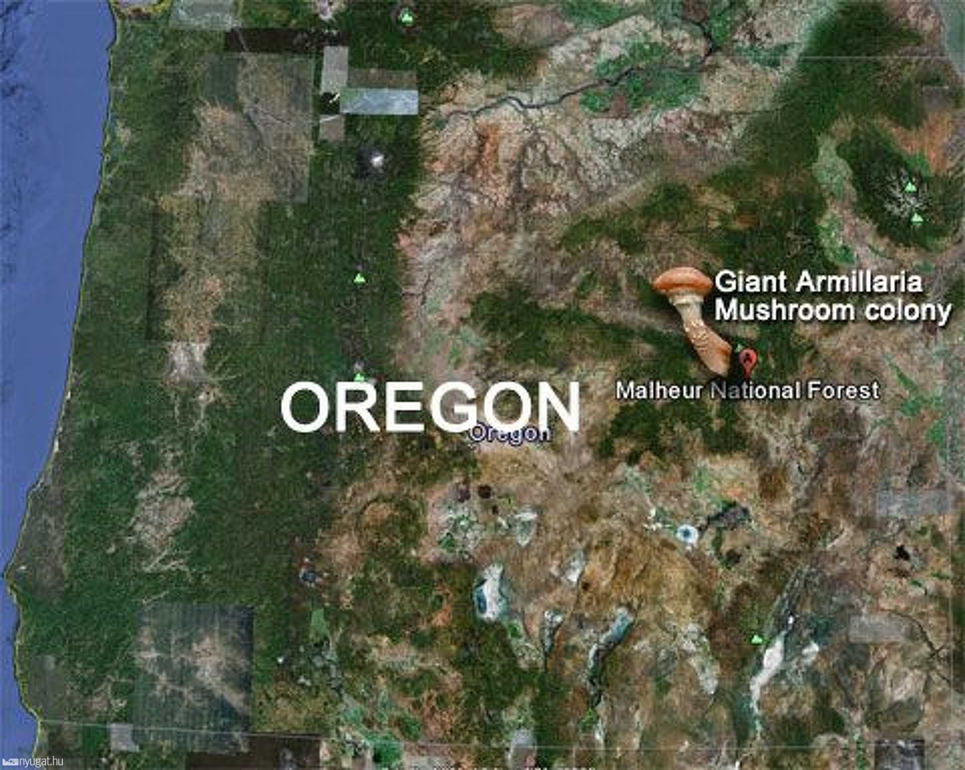 地球上至今还活着的最大生物是什么？无法遏制，它仍在不断狂长