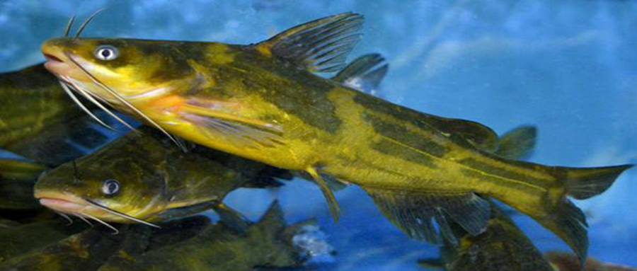 5,黄颡鱼