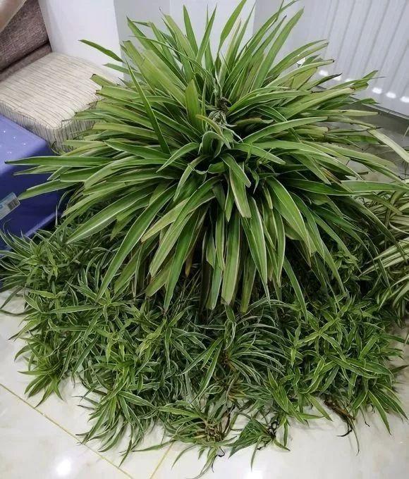 盆里倒一瓶牛奶，虫子全赶跑，叶子油绿发亮还茂盛！