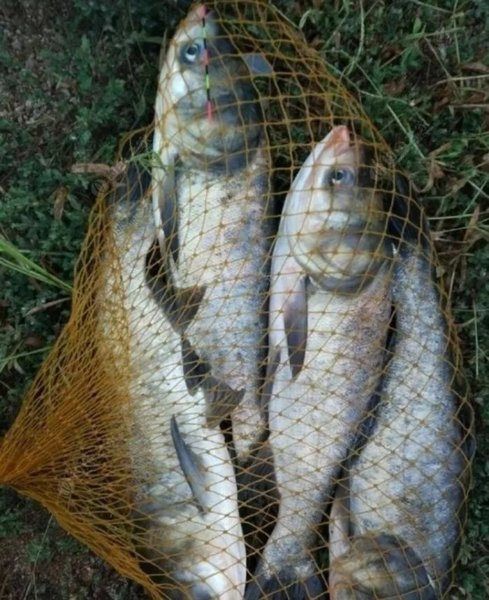 夏季手竿浮钓鲢鳙时,能做好这几个小细节,一多半的渔获就没跑了