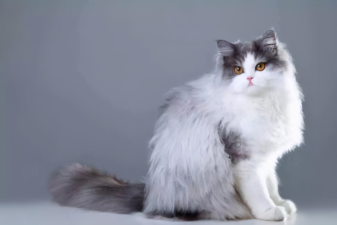 波斯猫的优缺点很明显,养之前要考虑清楚
