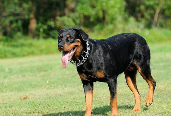 罗威纳犬的优点和缺点 为什么不建议饲养