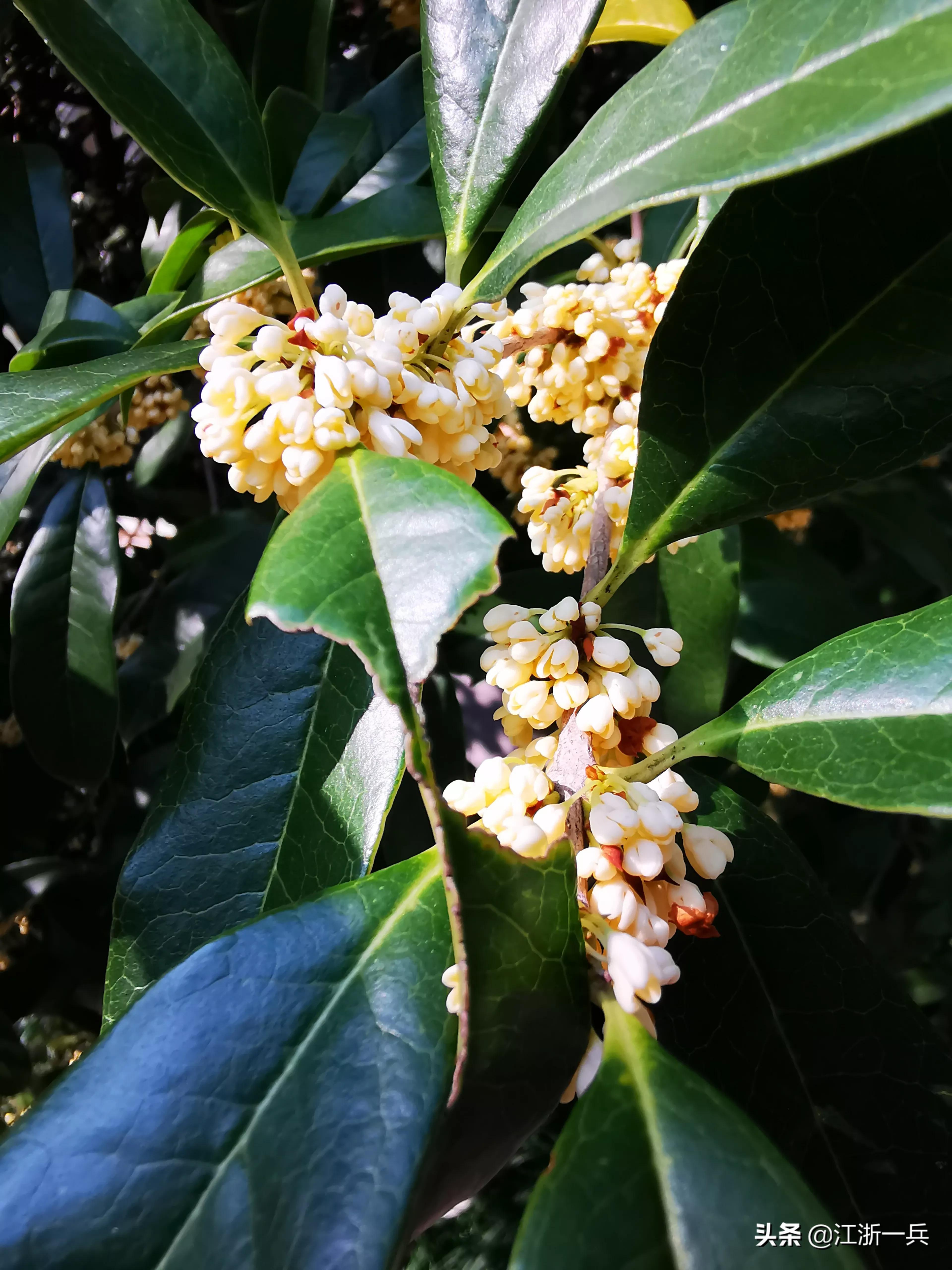 金秋时节丨八月桂花九月开，期待亦美好，花香更醉人