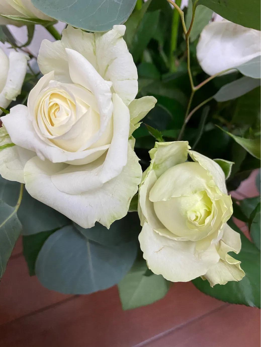白玫瑰不能随便送人（白玫瑰常常被用于葬礼）-第1张图片