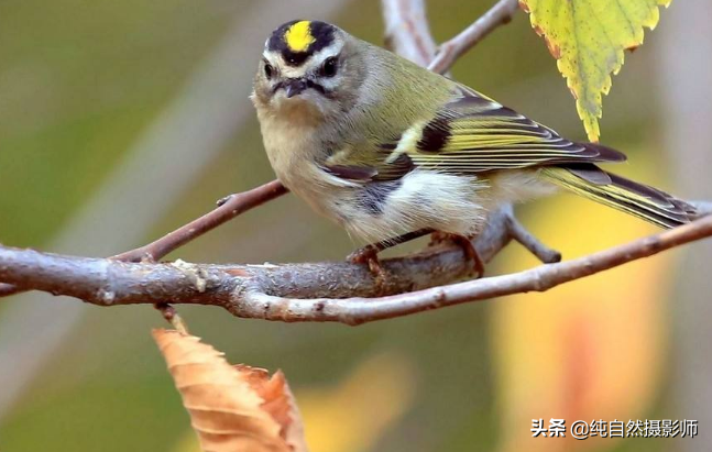 戴菊是什么（一文详聊莺亚科鸟类“戴菊”）